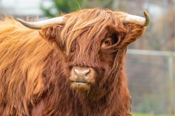 Highland Cow at Edinburgh Zoo